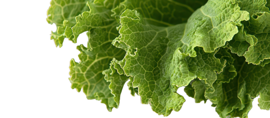 Frilly, vibrant green mustard greens leaf, excellent for culinary arts and vegetable graphics.