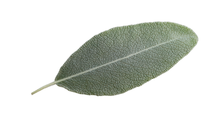 Textured grayish green sage leaf, ideal for herbal medicine and culinary uses.
