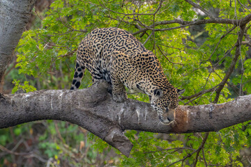 Jaguar ready to jump from a height.