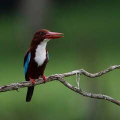 white throated kingfisher perched on a branch