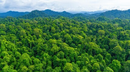 Fototapeta premium Lush green forest landscape featuring dense trees and a serene mountainous backdrop.