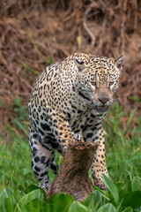 Fototapeta premium Jaguar hunting in the Pantanal= standing on a fallen upright log