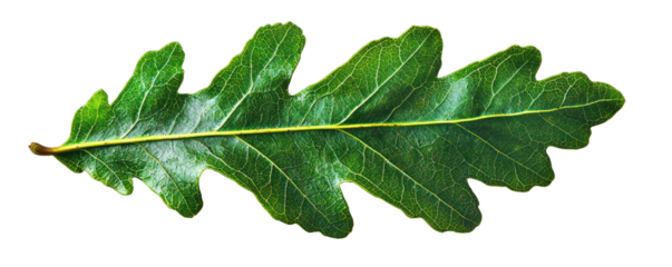 Educational vector of a rich green oak leaf, lobed margins, isolated on white.