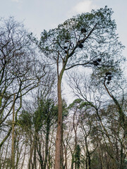 Obraz premium Isle of Bute, Firth Of Clyde, Scotland, UK