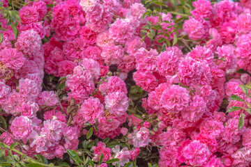 Obraz premium Petites roses sauvages