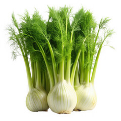 Fresh fennel bulbs with vibrant green fronds on a white background.