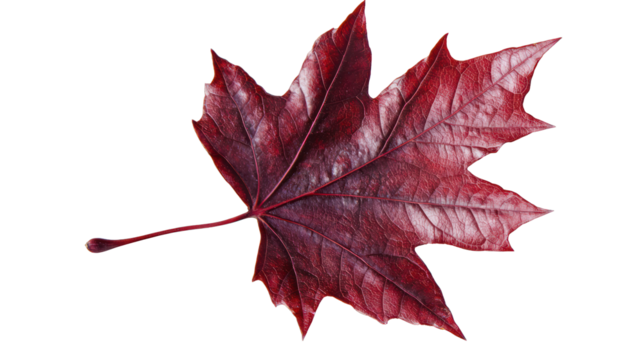 Seasonal graphic vector of a classic shaped deep red maple leaf.