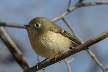 Fototapeta premium Ruby-Crowned Kinglet