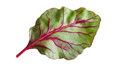 Green and red beetroot leaf, broad with red veins, suitable for culinary themes.