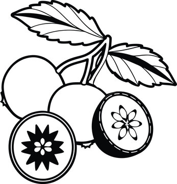Stylized Illustration of a Riberry silhouette vector with leaves and berry seeds