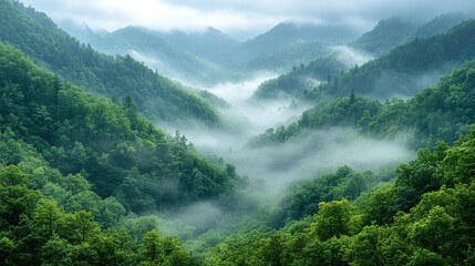 Obraz premium A misty valley surrounded by lush green mountains, creating a serene and tranquil landscape.