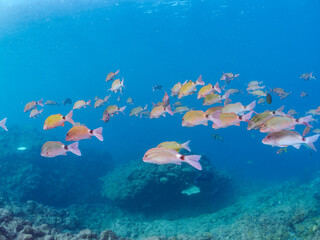 美しいホウライヒメジ（ヒメジ科）他の群れ。
英名学名：Whitesaddle goatfish (Parupeneus ciliatus)
静岡県伊豆半島賀茂郡南伊豆町中木ヒリゾ浜2024年
