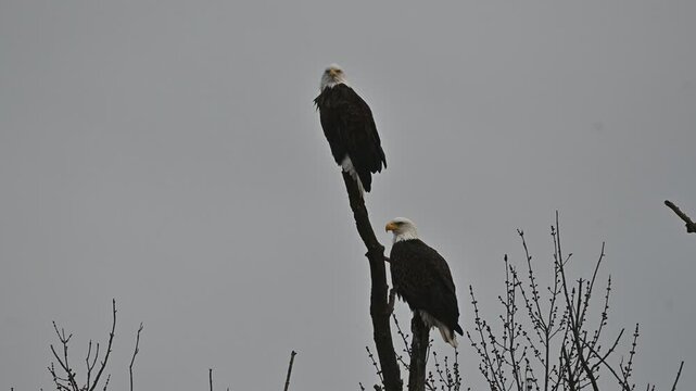 Bald Eagles Perched on a Tree
