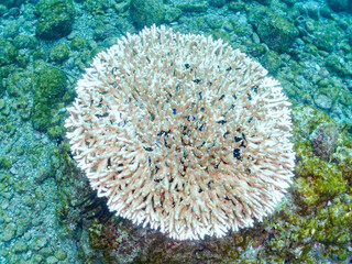 サンゴ白化テーブルサンゴのナンヨウハギ、フタスジリュウキュウスズメダイ、ミツボシクロスズメダイ、ヤリカタギの幼魚群
英名学名：Palette surgeonfish, Fragtail surgeonfish Reticulated
Dascyllus,Dascyllus reticulatus Threespot
dascyllus,Dascyllus trimaculatus
ヒリゾ浜2024