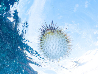水面を漂う
可愛いサザナミフグ（フグ目）の幼魚。
英名学名：White-spotted...