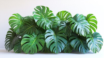 Obraz premium Lush green monstera leaves arranged aesthetically for decor.