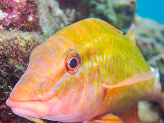 美しいホウライヒメジ（ヒメジ科）他の群れ。
英名学名：Whitesaddle goatfish...