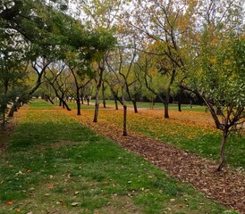 Fototapeta premium Autumn scene in El Retiro Park in Madrid with rows of trees shedding golden leaves over green grass, creating a serene natural pathway.
