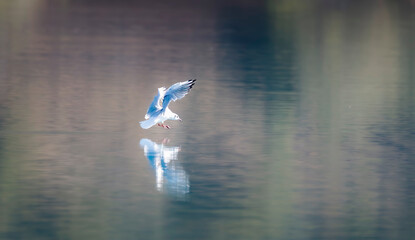 mouette qui pêche sur le lac de Ste Croix, Var, France