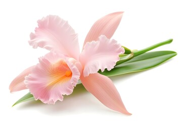 Fototapeta premium Cattleya Orchid Isolated on White Background.