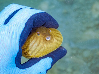 膨らむ
可愛いサザナミフグ（フグ目）の幼魚。
英名学名：White-spotted...