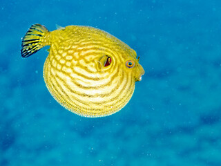 水面を漂う
可愛いサザナミフグ（フグ目）の幼魚。
英名学名：White-spotted...