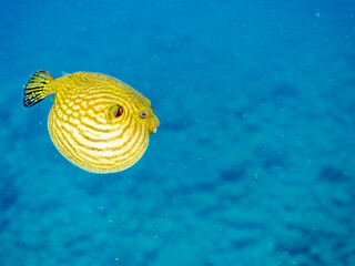 水面を漂う
可愛いサザナミフグ（フグ目）の幼魚。
英名学名：White-spotted...