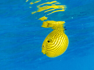 水面を漂う
可愛いサザナミフグ（フグ目）の幼魚。
英名学名：White-spotted...