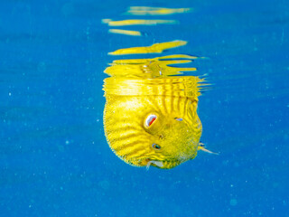水面を漂う
可愛いサザナミフグ（フグ目）の幼魚。
英名学名：White-spotted...