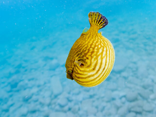 水面を漂う
可愛いサザナミフグ（フグ目）の幼魚。
英名学名：White-spotted...