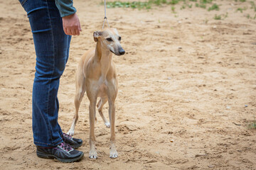 Handler shows a dog breed The Whippet a dog show.