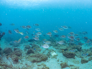 美しいニセカンランハギ、ニザダイ（ニザダイ科）他の群れ。
英名学名：Pencil surgeonfish (Acanthurus dussumieri)
Sawtail (Prionurus scalprum)
静岡県伊豆半島賀茂郡南伊豆町中木ヒリゾ浜2024年
