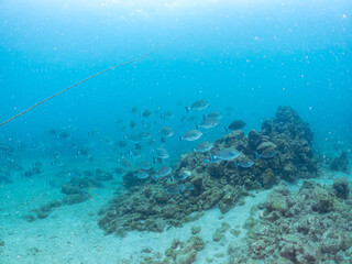 美しいニセカンランハギ、ニザダイ（ニザダイ科）他の群れ。
英名学名：Pencil surgeonfish (Acanthurus dussumieri)
Sawtail (Prionurus scalprum)
静岡県伊豆半島賀茂郡南伊豆町中木ヒリゾ浜2024年
