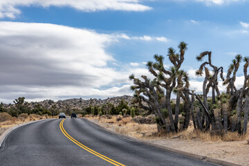 Yucca brevifolia (Joshua tree, yucca palm, tree yucca, and palm tree yucca)， Keys View Road, Joshua Tree National Park, California