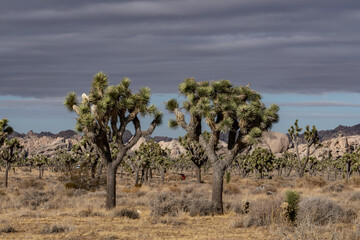 Yucca brevifolia (Joshua tree, yucca palm, tree yucca, and palm tree yucca)， Keys View Road,...