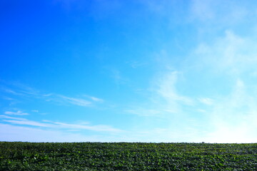 Obraz premium 青空と緑の大地