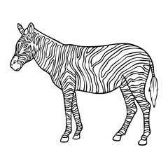 zebra sketch vector illustration