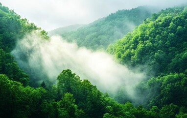 Lush green mountains shrouded in misty fog.