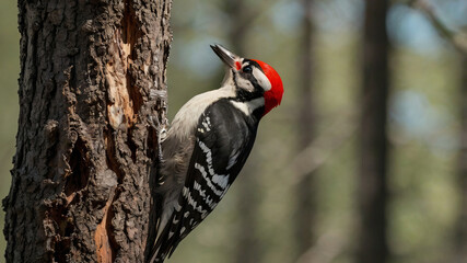 Red Hair woodpecker with vibrant red feathers on its head, perched on a tree. The bird has intricate black and white patterns on its body, and its sharp beak is tapping on the bark of the tree. 