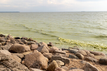 Waves crash against rocks at beach, green flowering water. Summer coastline and nature landscape....
