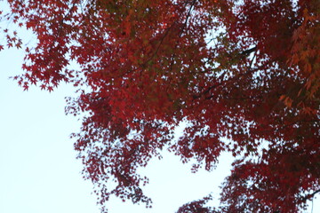 日本の秋紅葉旅行イメージインバウンド外国人観光客