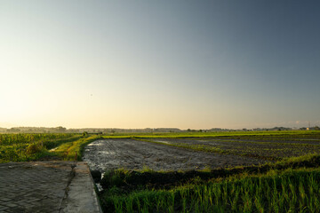 view of the fertile rice fields on the outskirts of the city in the morning