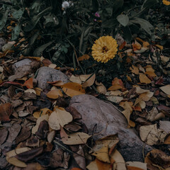 yellow flower blooming in the autumn garden near the stone