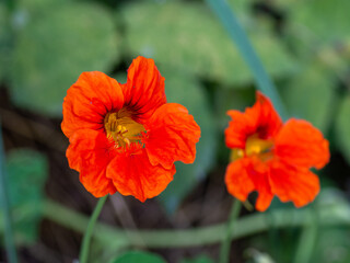 Obraz premium Nasturtium flowers in the garden. Closeup of the nasturtium flower. Tropaeolum majus or Indian cress, monks cress 