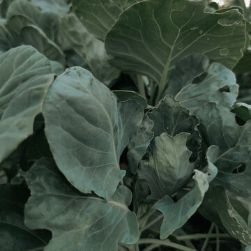 big green leaves of cabbage-head in the autumn garden