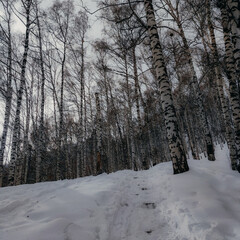 Fototapeta premium winter day in the snowy birch forest in the mountains