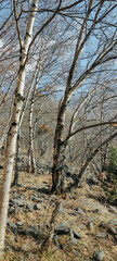 high birch trees in the autumn forest with big stones