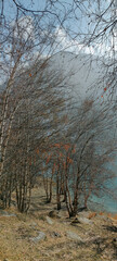Fototapeta premium high trees in the autumn forest