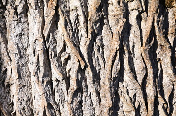 ゴツゴツした樹皮の模様がデザイン的な木