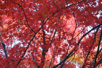 日本の秋紅葉旅行インバウンドトラベル外国人観光客